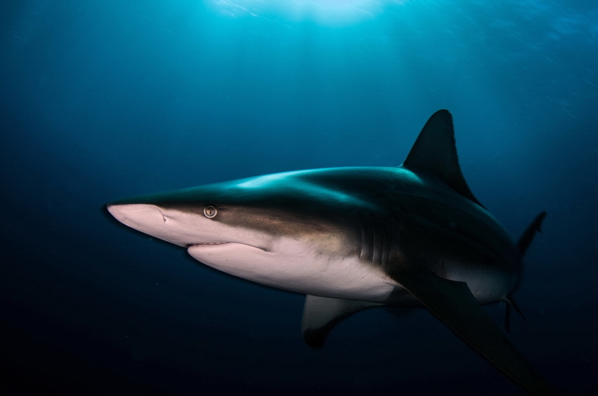 Carcharhinus limbatus 2013