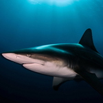 Carcharhinus limbatus 2013