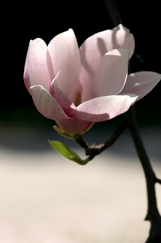 magnolia