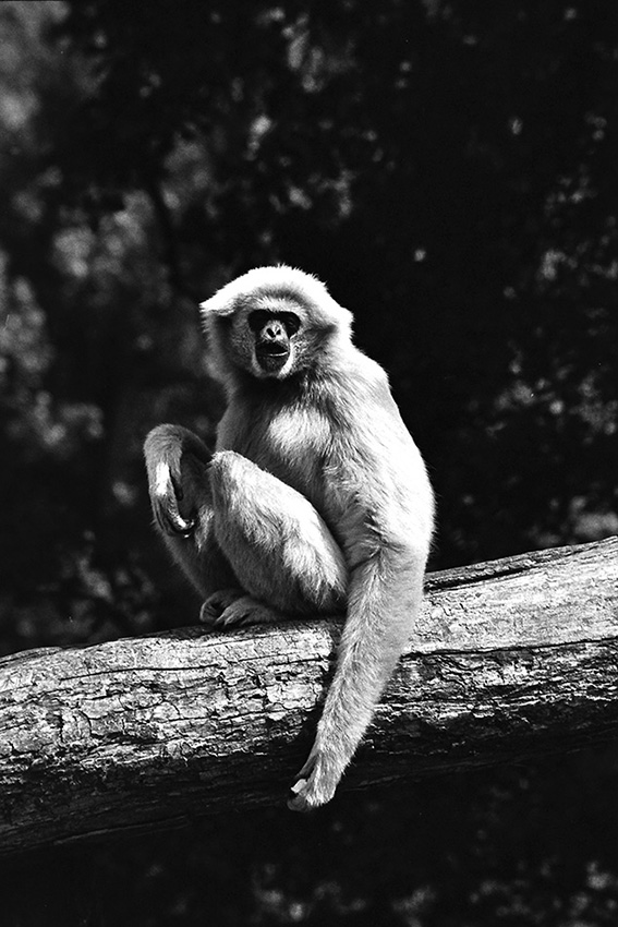 ZOO Lešná
