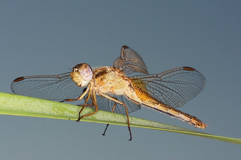 Sušící se vážka