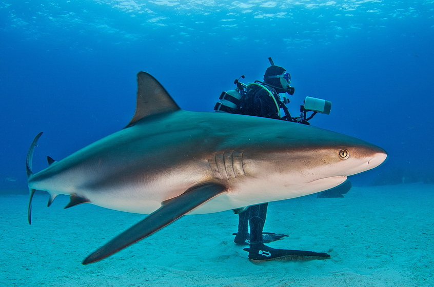 Where is that shark??