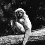 ZOO Lešná