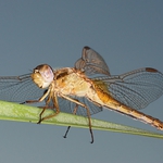 Sušící se vážka