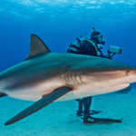 Where is that shark??