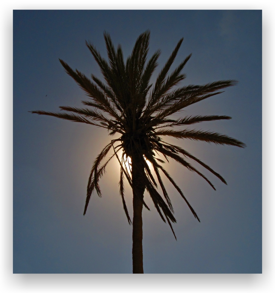 palma