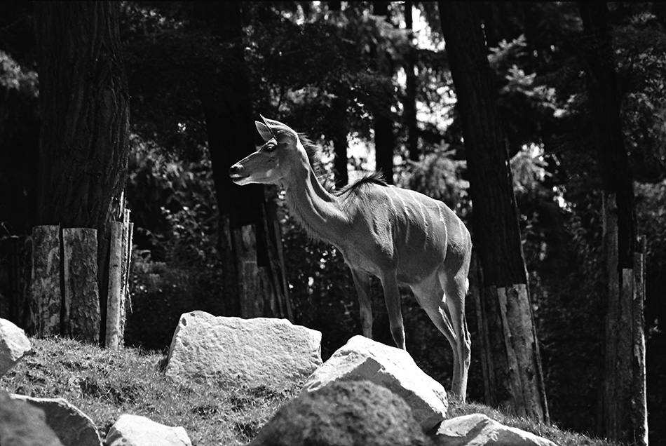 Kudu Velký