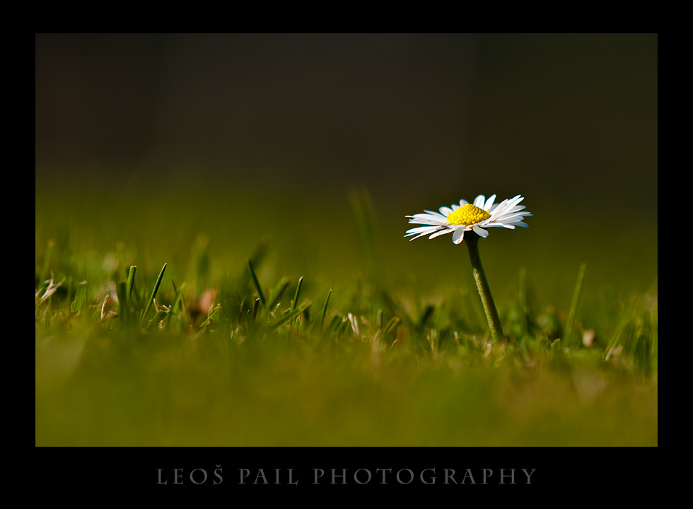 Solitér