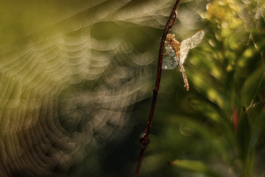 * .. luční rána ..*