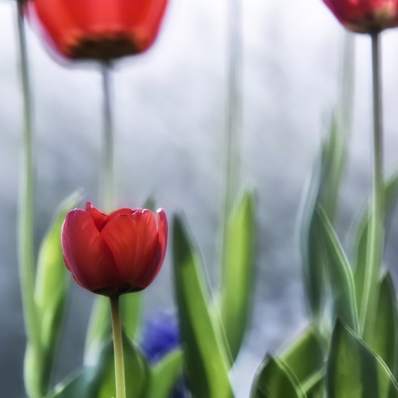 TULIpánek