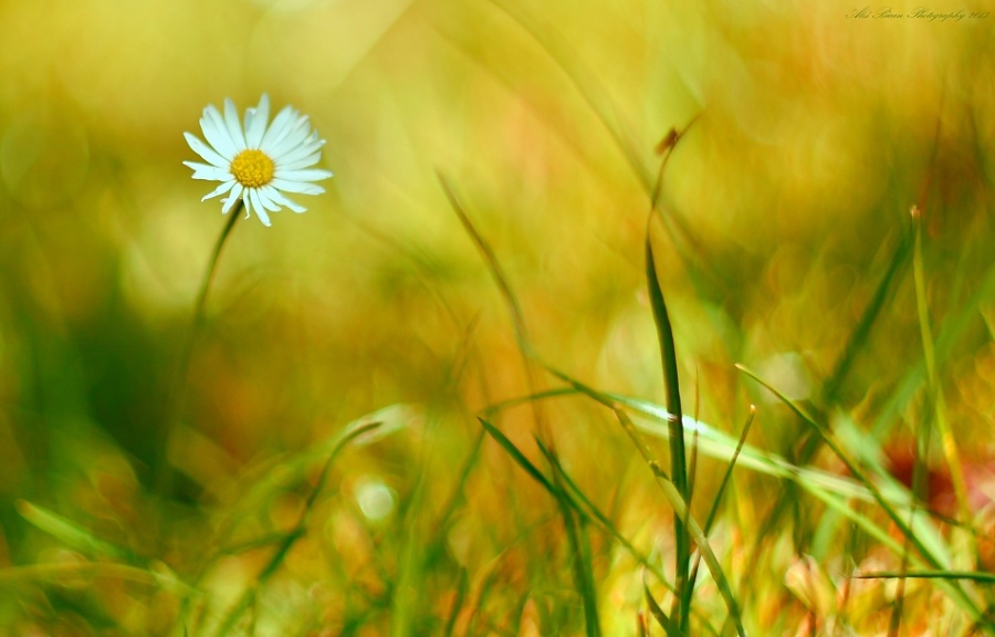 ... Malování v trávě ...