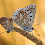 ...........A ZROVNA NEPOLETÍM !