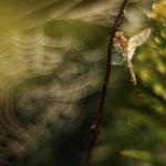 * .. luční rána ..*