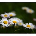 Chudá sedmá krása