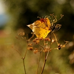 Zjesenieva sa (Podzim se hlásí)