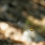 tak zkusím přiletět :))