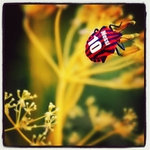 leoš letos nepřijede :-(