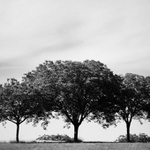 krajina se třemi stromy