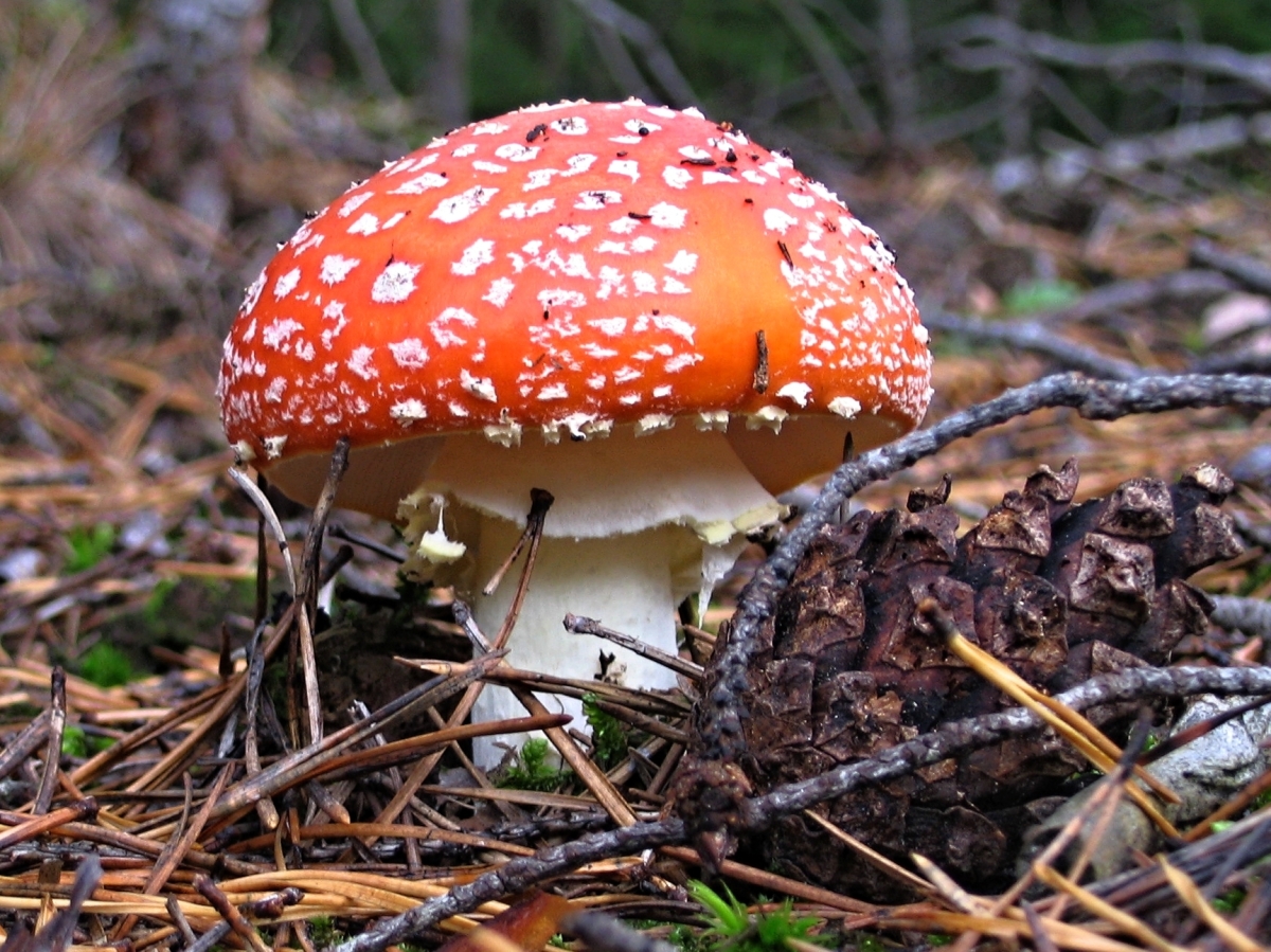 červená s puntíky