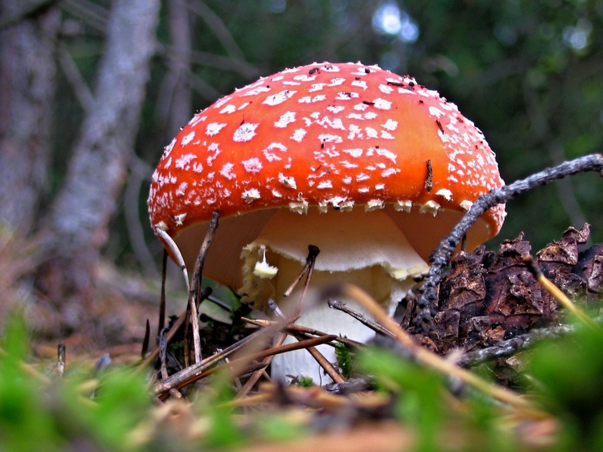 červená s puntíky podruhé