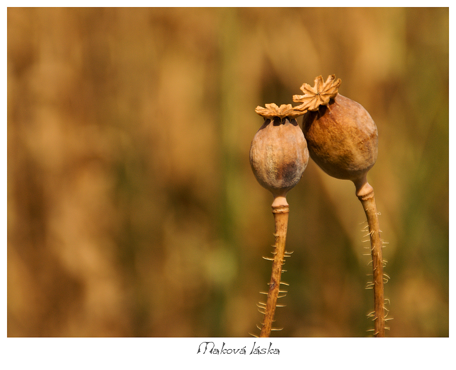 Maková láska...