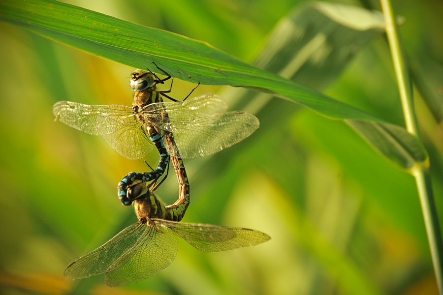 Aeshna Mixta (Šídlo Pestré)