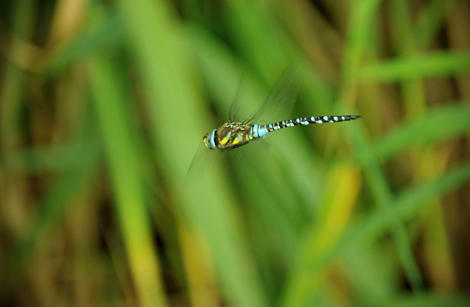 Aeshna Mixta (Šídlo Pestré)