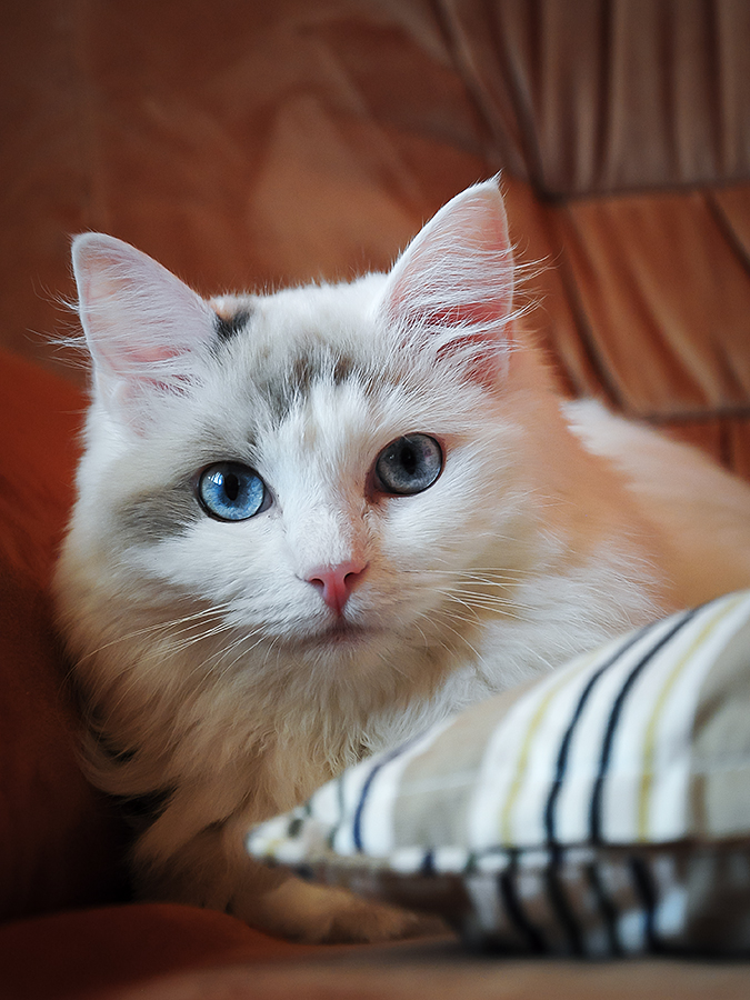 Sofie