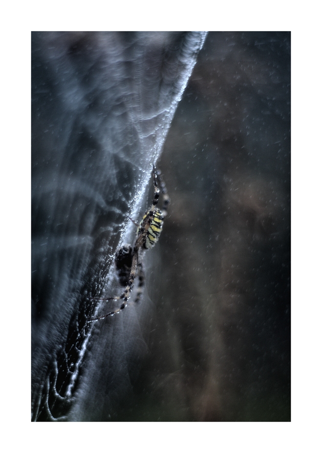 *.. vládce louky ..*