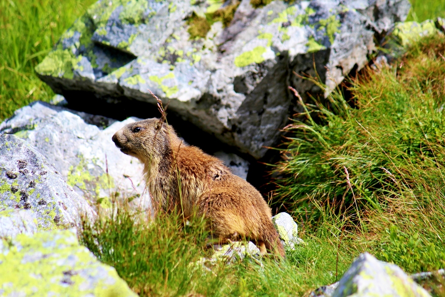 Marmota marmota latirostr