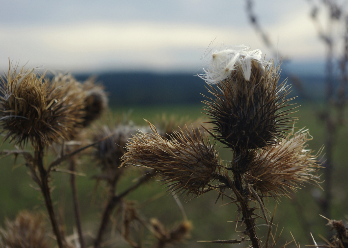 Bodlák
