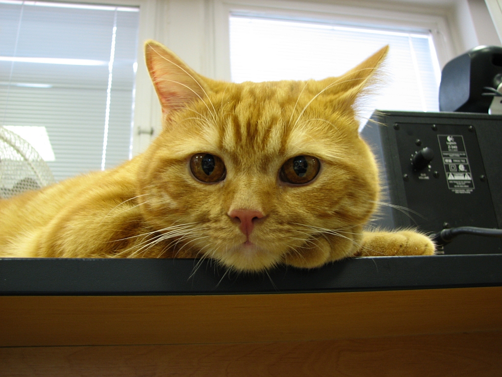 Garfield