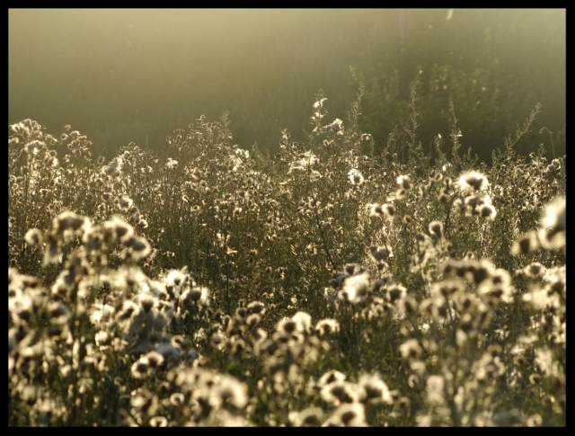 Východ slunce v mlhavém ránu