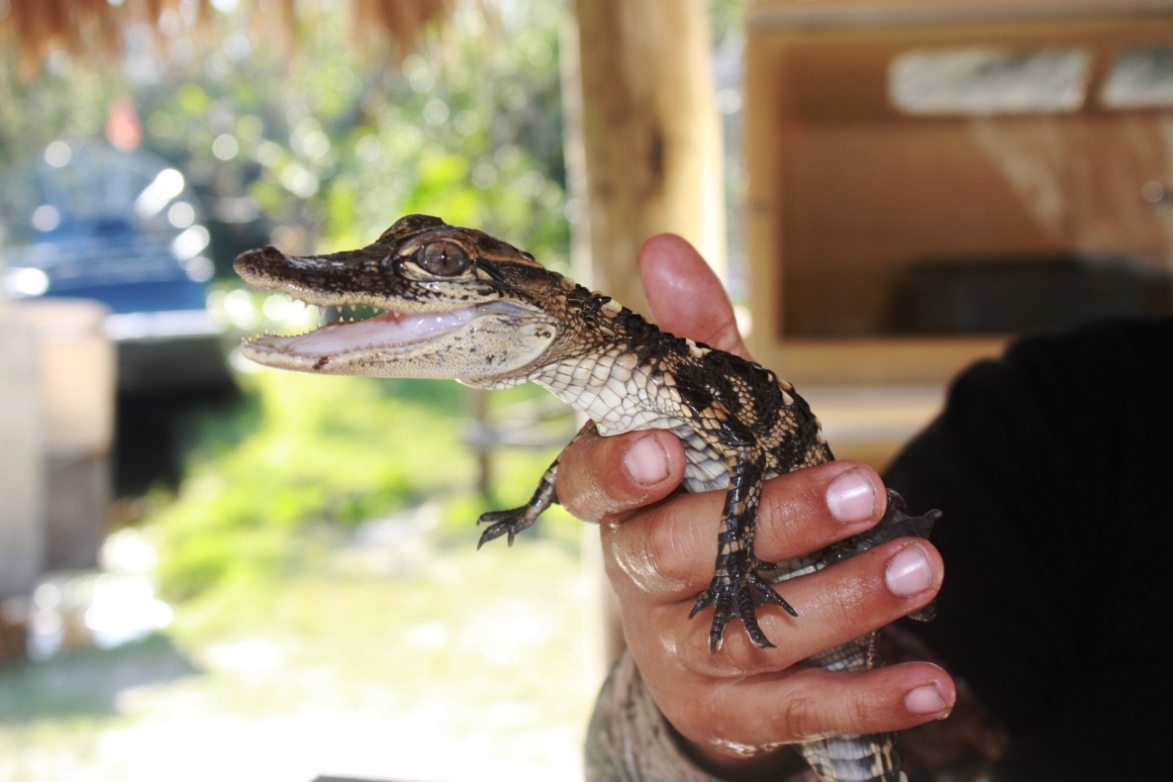 malý krokoušek, ale jsou mu už tři roky!