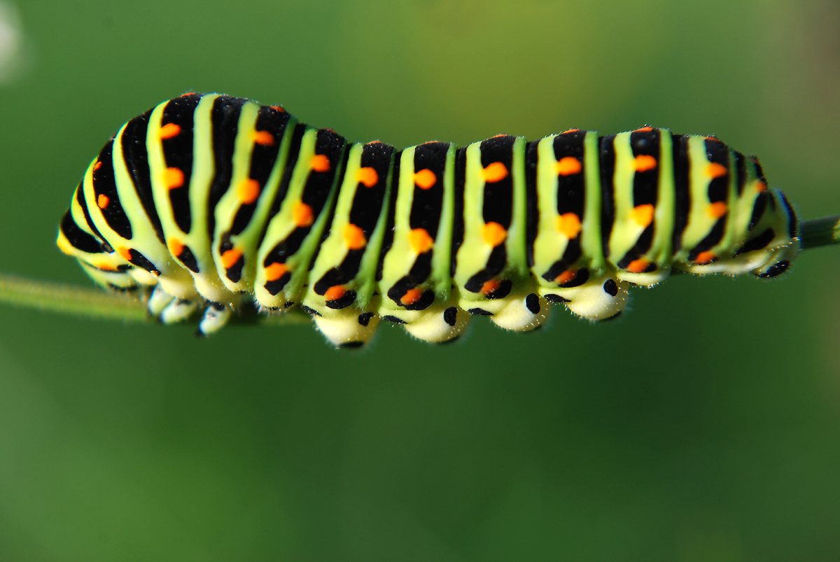 Otakárek fenyklový - Papilio machaon