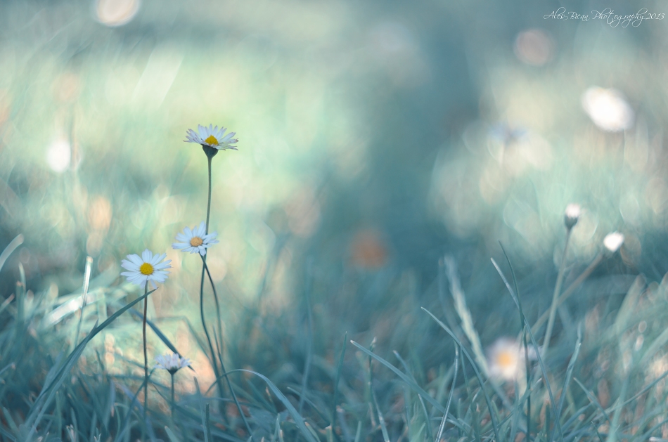 ... Summer in winter colors ...