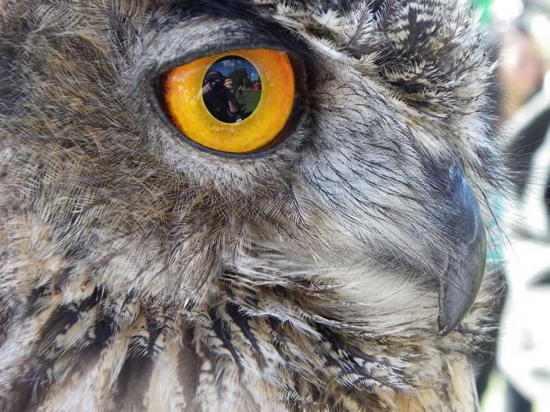 bubo bubo