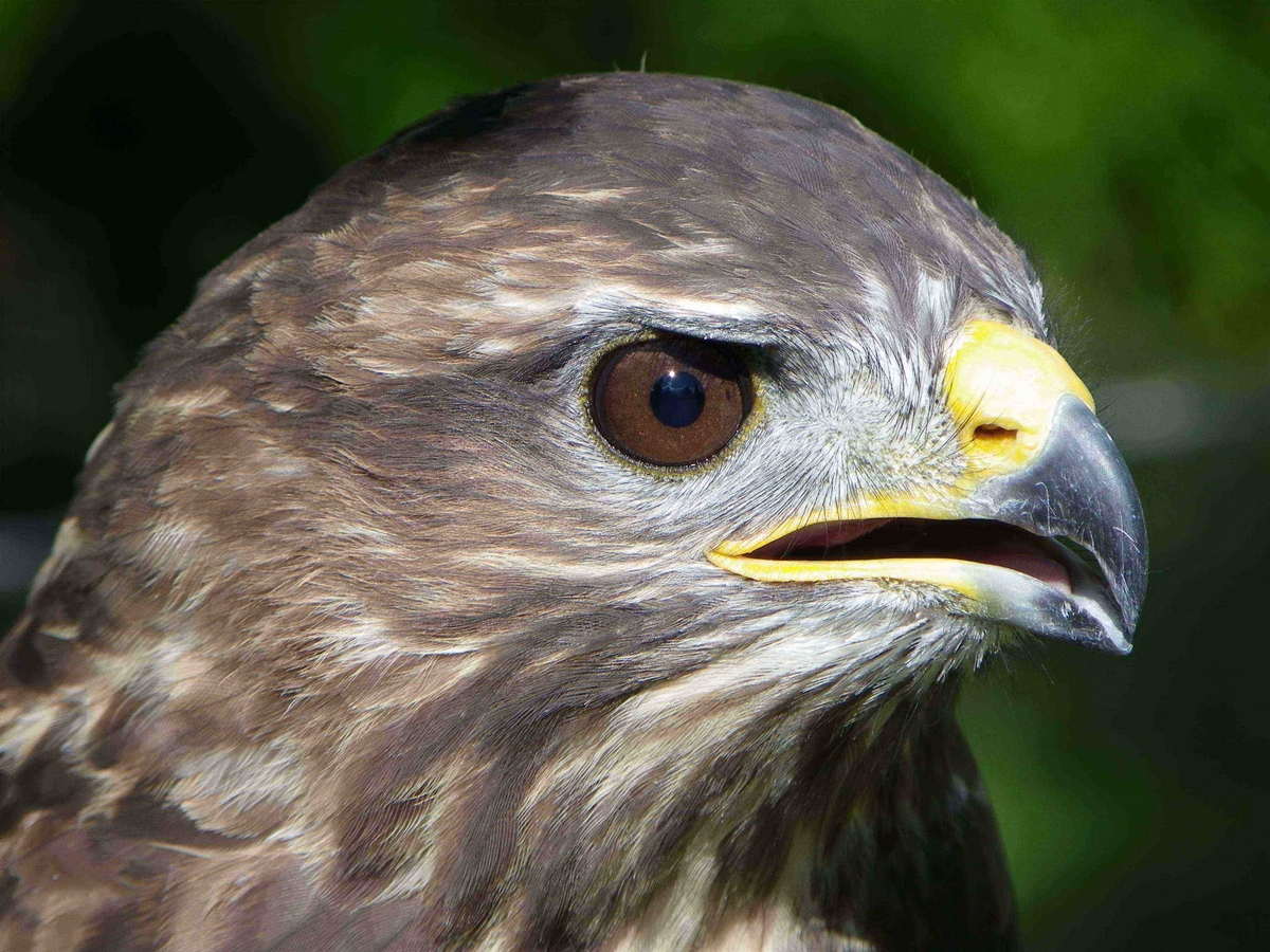 buteo buteo