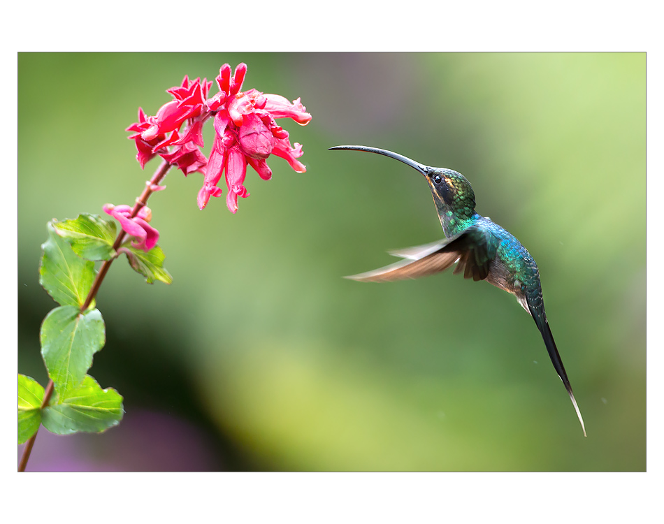 Kolibřík šedobřichý