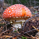 červená s puntíky