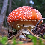 červená s puntíky podruhé