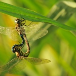 Aeshna Mixta (Šídlo Pestré)