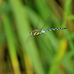 Aeshna Mixta (Šídlo Pestré)