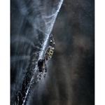 *.. vládce louky ..*