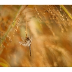 * .. luční rána ..*