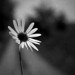 Cestou za sluncem...