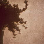 když květiny nosíval jsi mi....