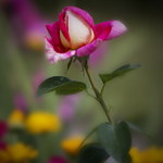 Vzpomínka na jaro...