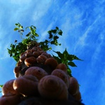 ...cestou, necestou.