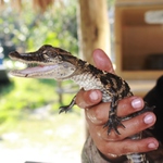 malý krokoušek, ale jsou mu už tři roky!